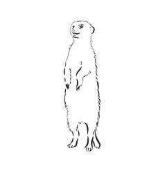 Meerkat Icon Animal Sign Animal Sketch