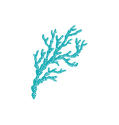 Hard Coral Seaweed Aquatic Underwater Organism