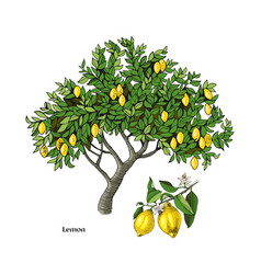 Lemon Tree And Branch