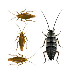 Oriental And German Cockroaches