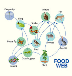 Food Chain Diagram Concept