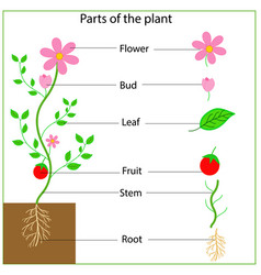 Parts Of A Plant