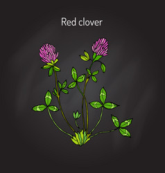 Red Clover Or Trifolium Pratense