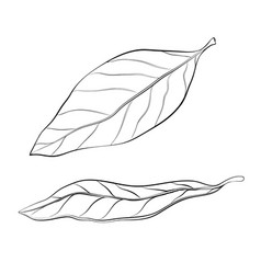 Hand Drawn Bay Leaves Isolated