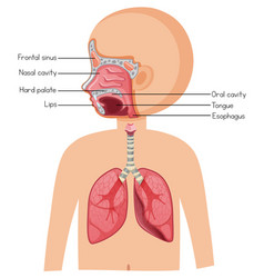 Human Anatomy Diagram Cartoon Style