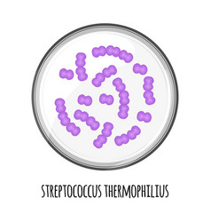 Human Microbiome Of Streptococcus Thermophilius