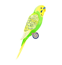 Light Green Budgie Parrot Realistic