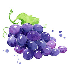 Grapes Watercolor Painting Hand Painted