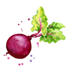 Fresh Beetroot Watercolor Painting Hand Painted