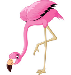 Flamingo Cartoon Posing