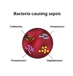 Sepsis Blood Poisoning E Coli Streptococci