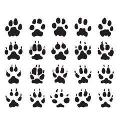 Black Print Of Paws Of Wolf