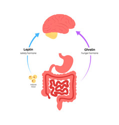 Hunger Appetite Hormones