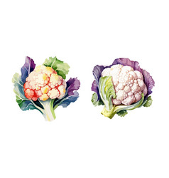 Cauliflower Clipart Isolated