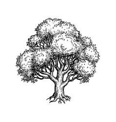 Oak Tree Ink Sketch