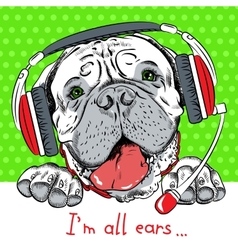 Dog Bullmastiff With Phone Headset