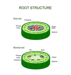 Xylem and phloem biological structure scheme Vector Image