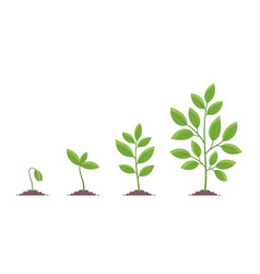 Plant Growth Stages Planting Tree