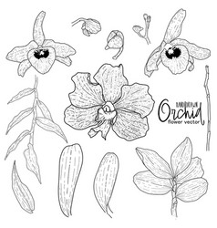 Hand Drawn Orchid Flower Set