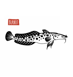 Burbot Black And White