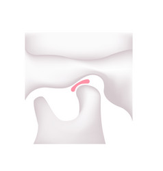 Structural Of Humans Jaw Closed