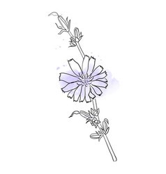 Line Drawn Chicory Flower