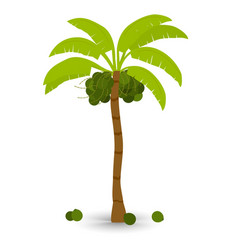 Coconut Tree Isolated