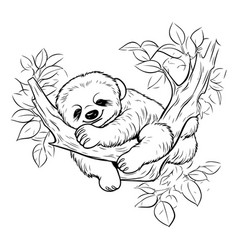 Sleeping Sloth On A Tree Branch