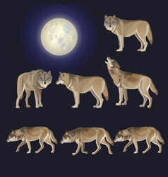 Set Of Gray Wolves