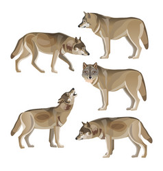 Set Of Gray Wolves