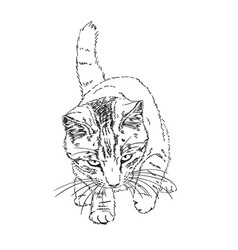 Sketch Of Playful Cat With Tail Up And Long