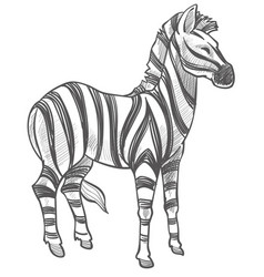 Zebra Equine Animal Monochrome Sketch Outline