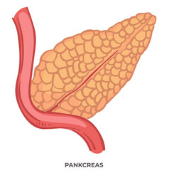 Pancreas Organ Of Human Body Biology And Anatomy