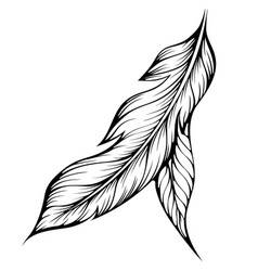 Two Bird Feathers Line Art