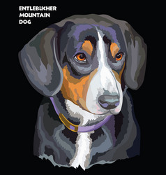 Entlebucher Mountain Dog Colorful Portrait