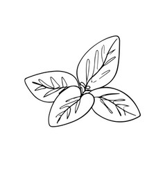 One Line Drawing Mint Leaf Drawing