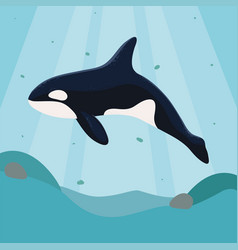 Orca Whale Sea Life