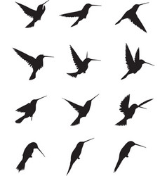 Hummingbird Silhouettes