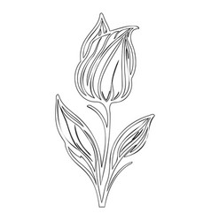 Tulip Flower Outline Sketch