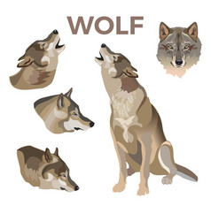 Gray Wolves Set