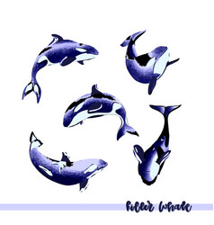 Killer Whale Group