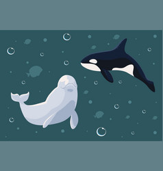 Beluga And Whale Orca