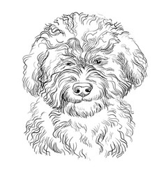 Barbet Hand Drawing Dog Isolated