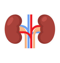 Kidney Renal On White Background