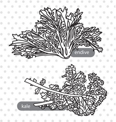 Endive Kale Foods