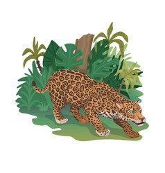 Leopard Is Hunting Hiding Or Preparing To Jump