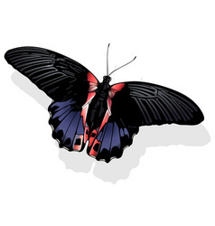 Scarlet Mormon Butterfly