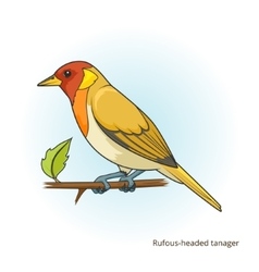 Rufous Headed Tanager Bird