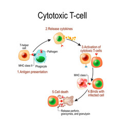 Cytotoxic T Cell