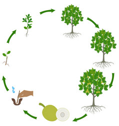 Life Cycle Of Breadfruit Tree